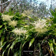 Cordyline mauritiana Canne marron Asparagaceae Endémique La Réunion , Maurice 1188.jpeg